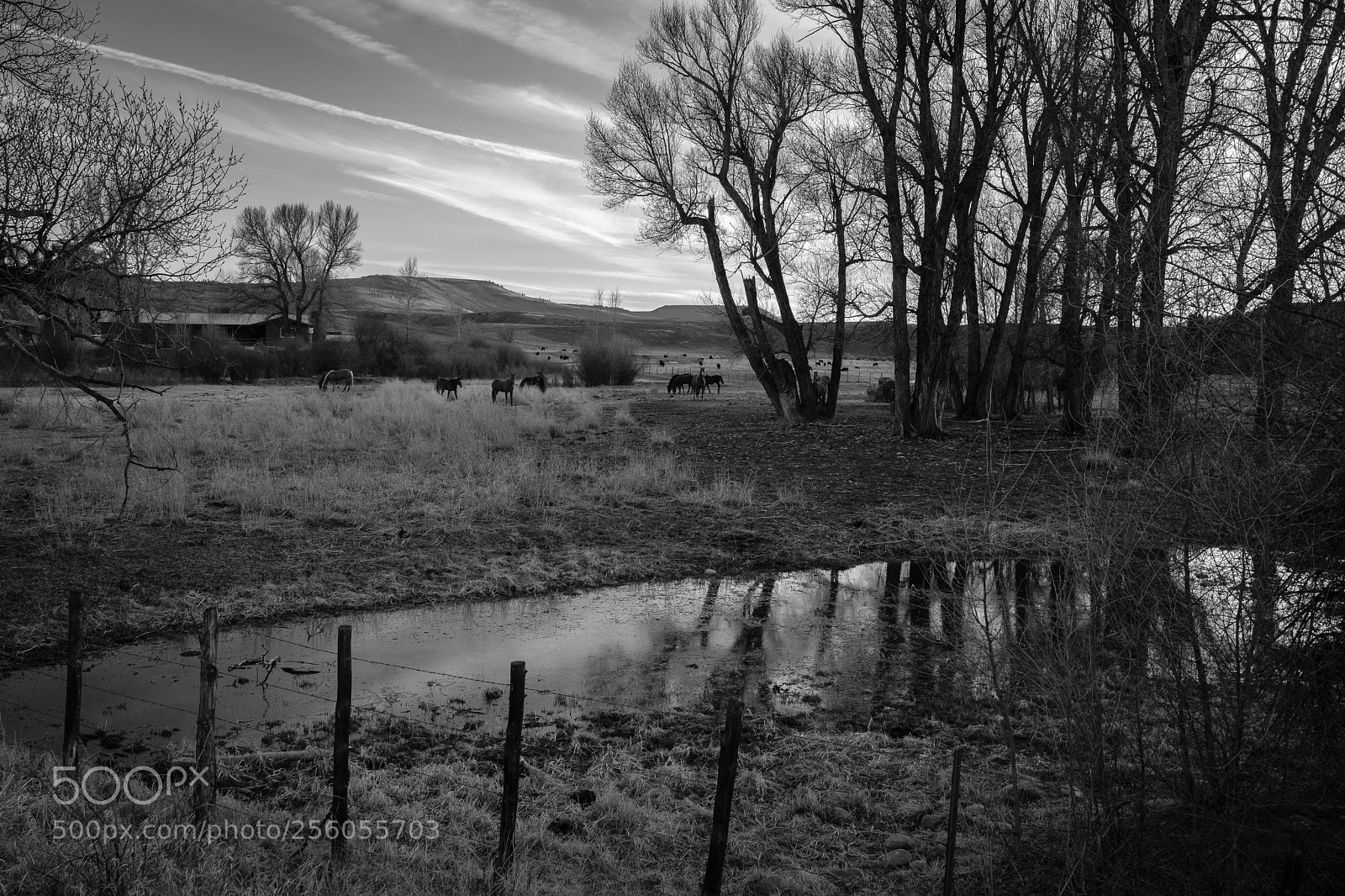 Fujifilm X-T2 sample photo. Horses at dusk photography
