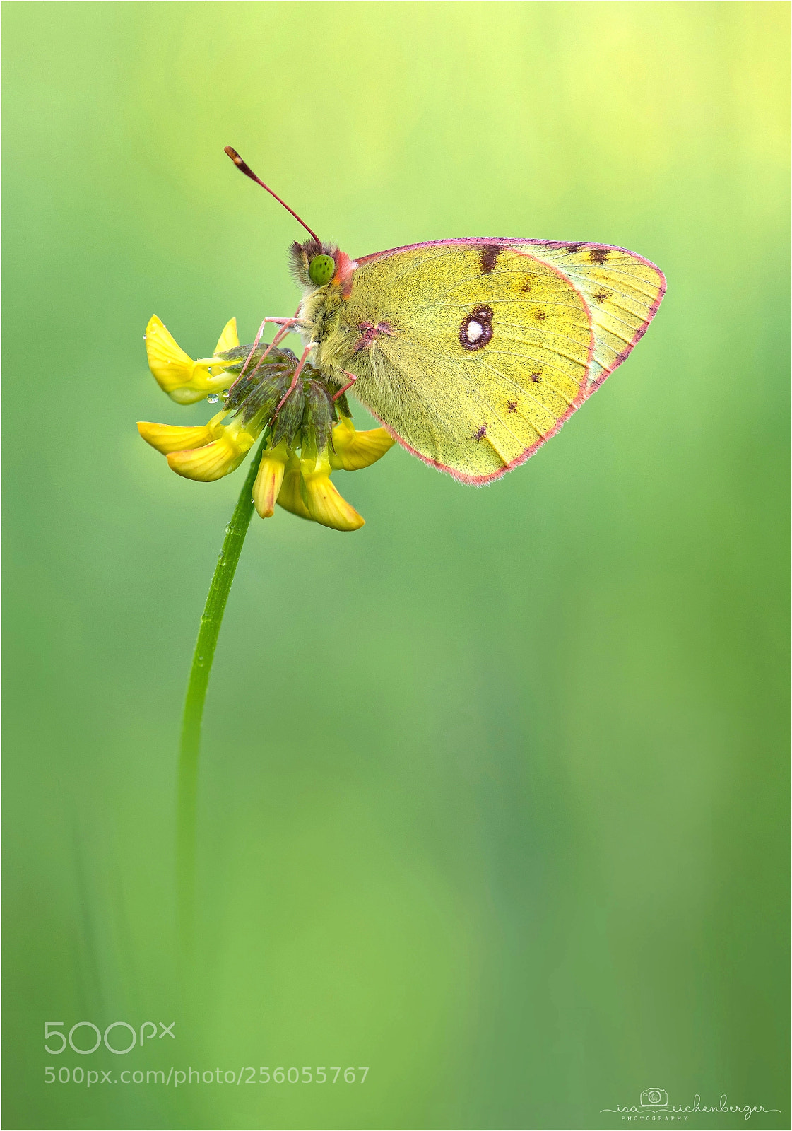 Nikon D850 sample photo. Clouded yellow photography