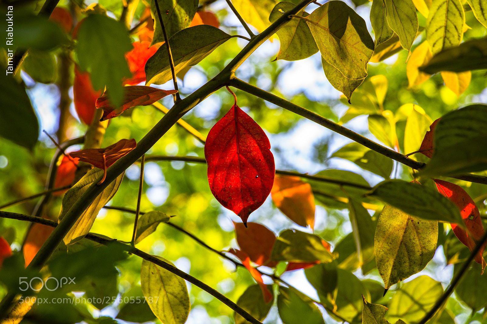 Canon EOS 750D (EOS Rebel T6i / EOS Kiss X8i) sample photo. Sunset lights photography