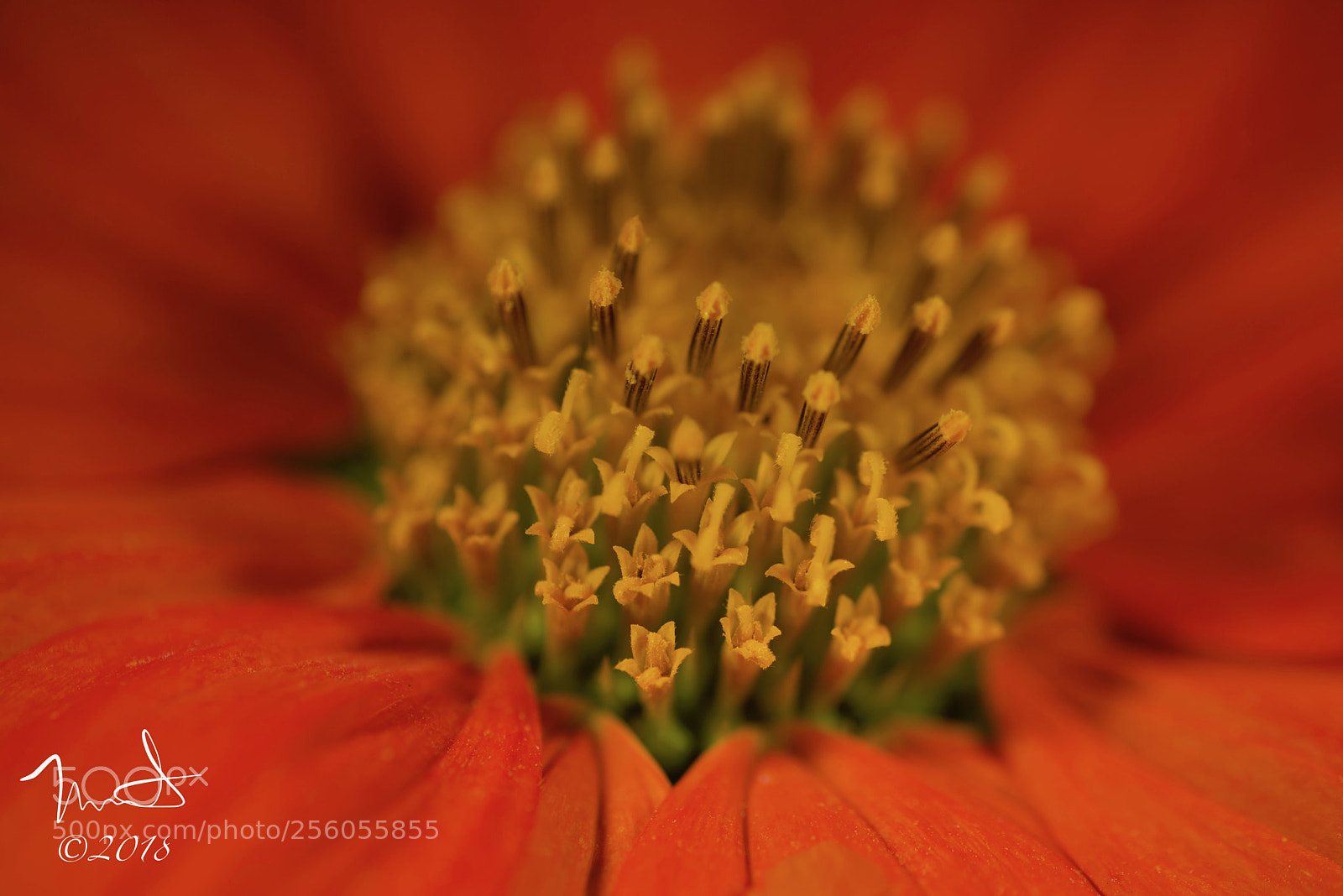 Nikon D750 sample photo. Macro mexican sunflower photography