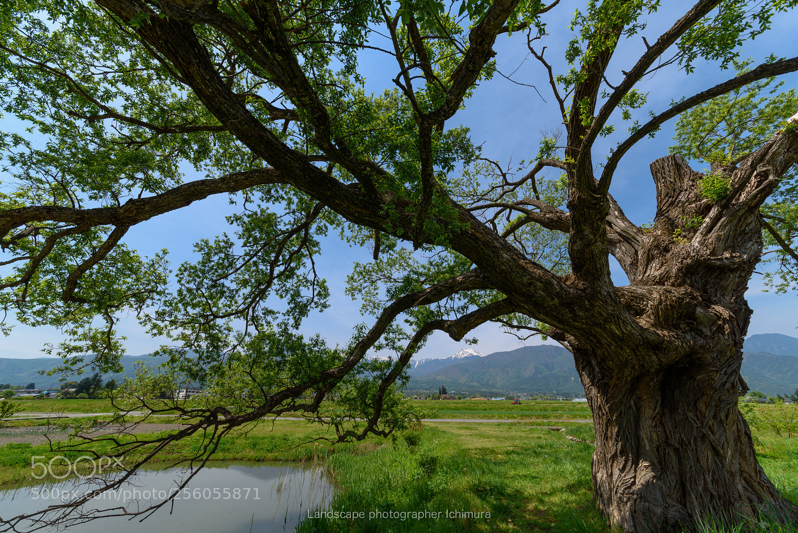 Nikon D750 sample photo. Breath of old willow photography