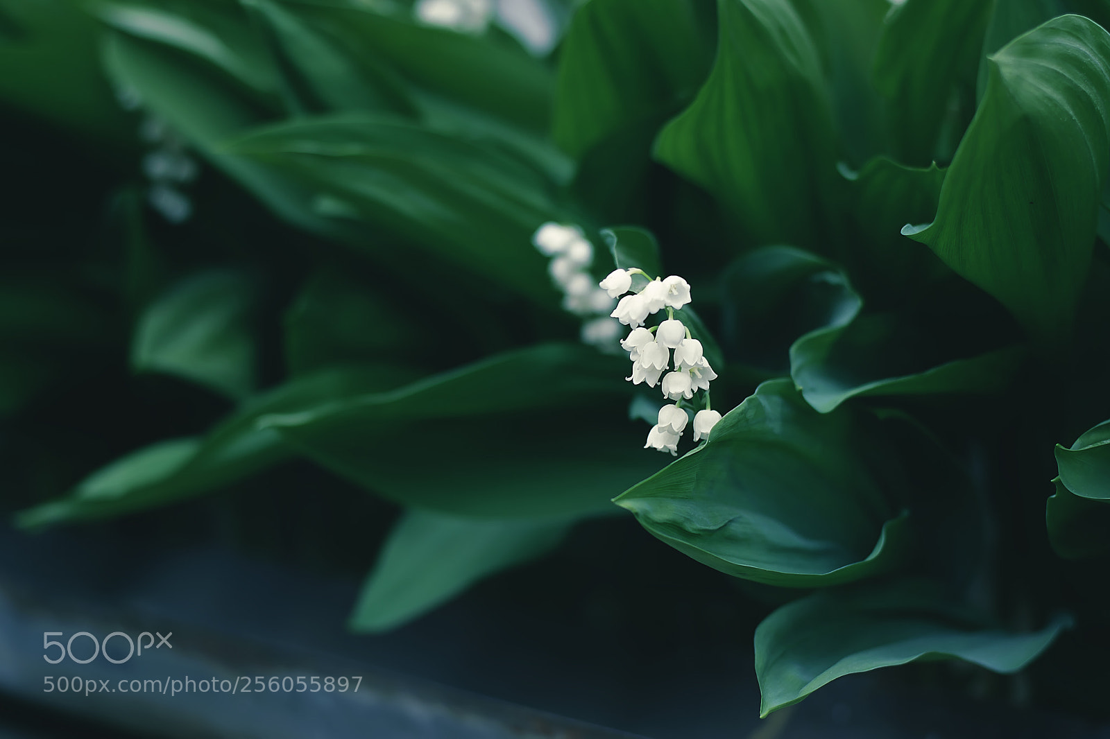 Nikon D5300 sample photo. Untitled photography