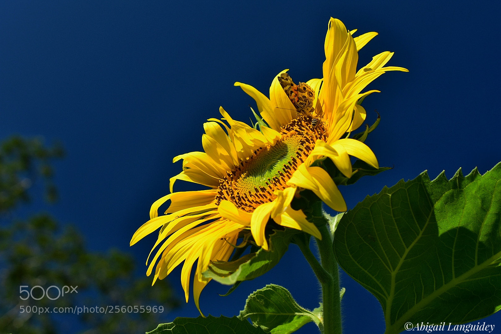 Nikon D3400 sample photo. Girasol photography