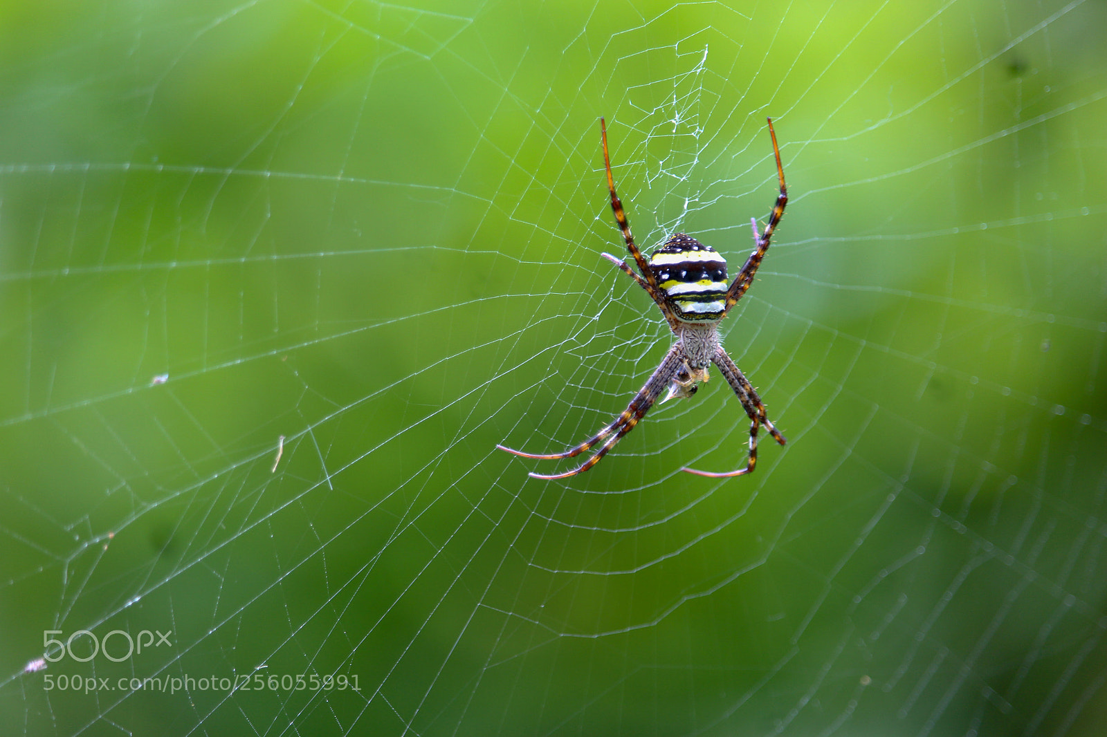 Canon EOS 700D (EOS Rebel T5i / EOS Kiss X7i) sample photo. Hill spider photography