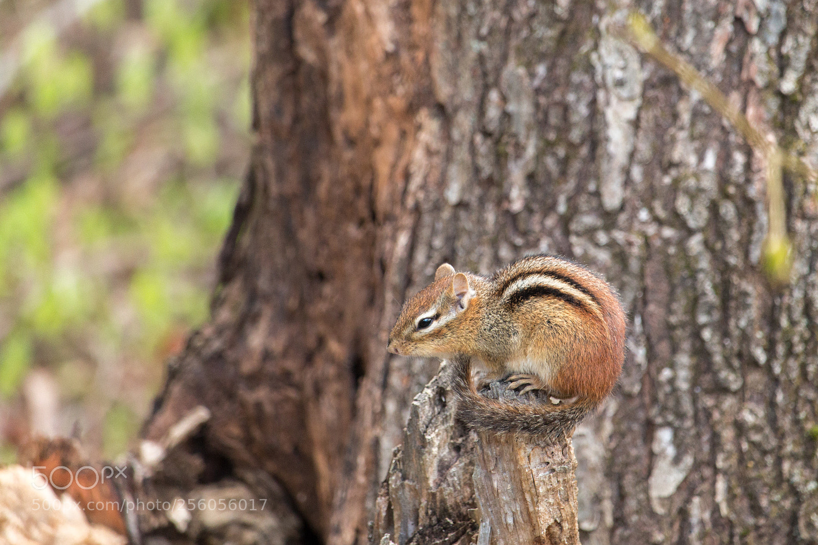 Canon EOS 70D sample photo. Made a friend. photography