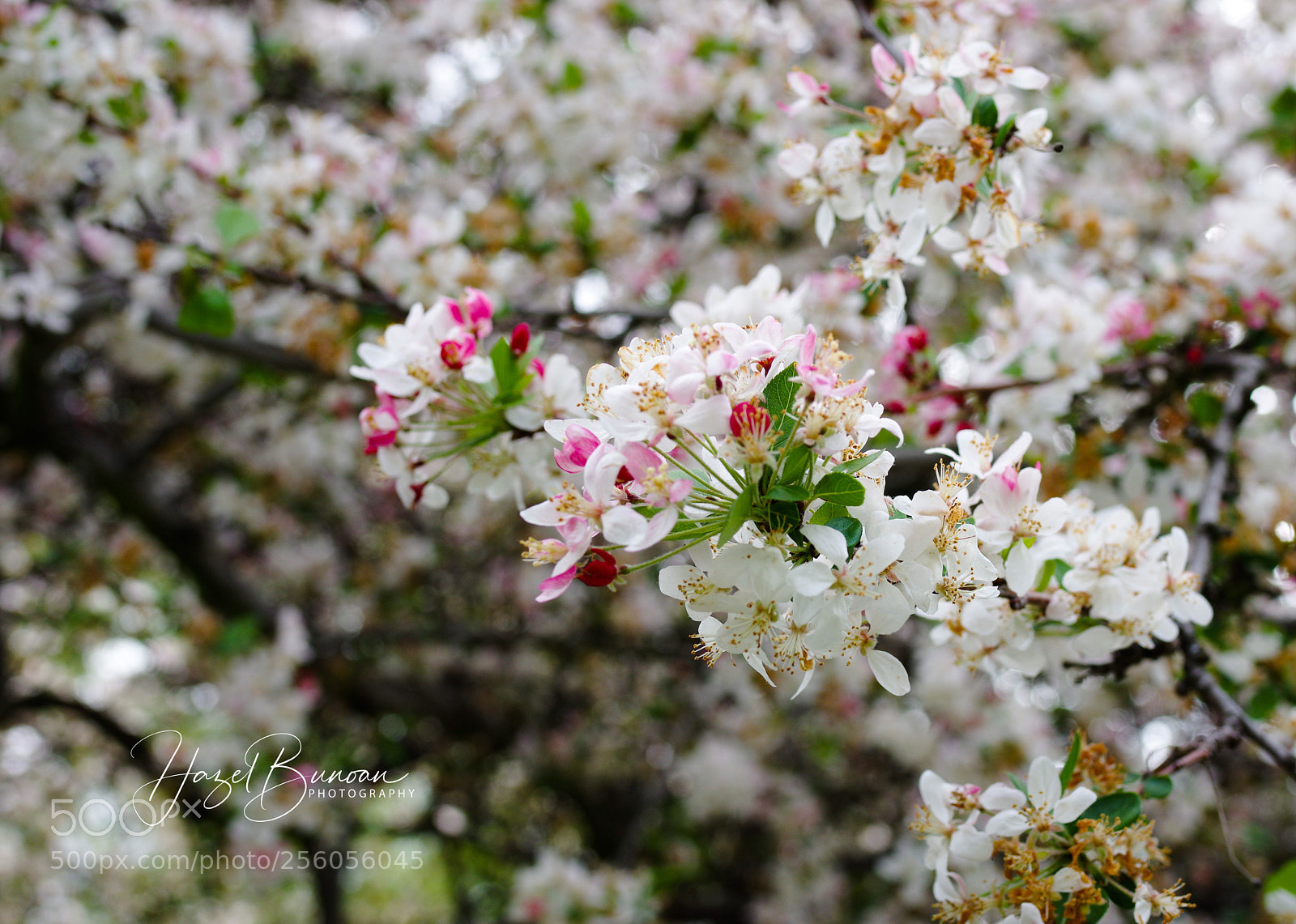 Pentax K-3 II sample photo. Crab apple blossom photography