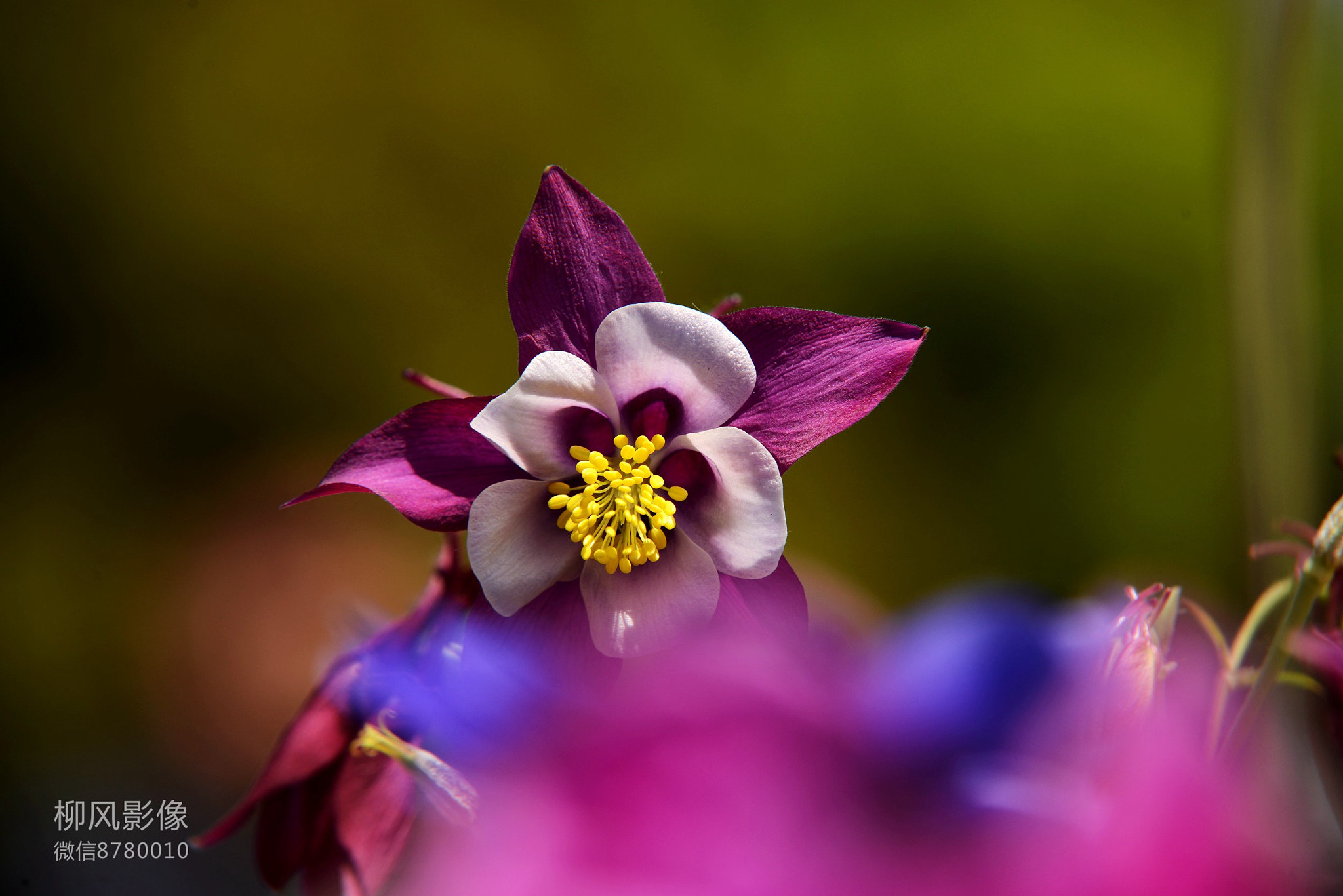 Nikon D800E + Sigma 70-200mm F2.8 EX DG Macro HSM II sample photo. Flower photography