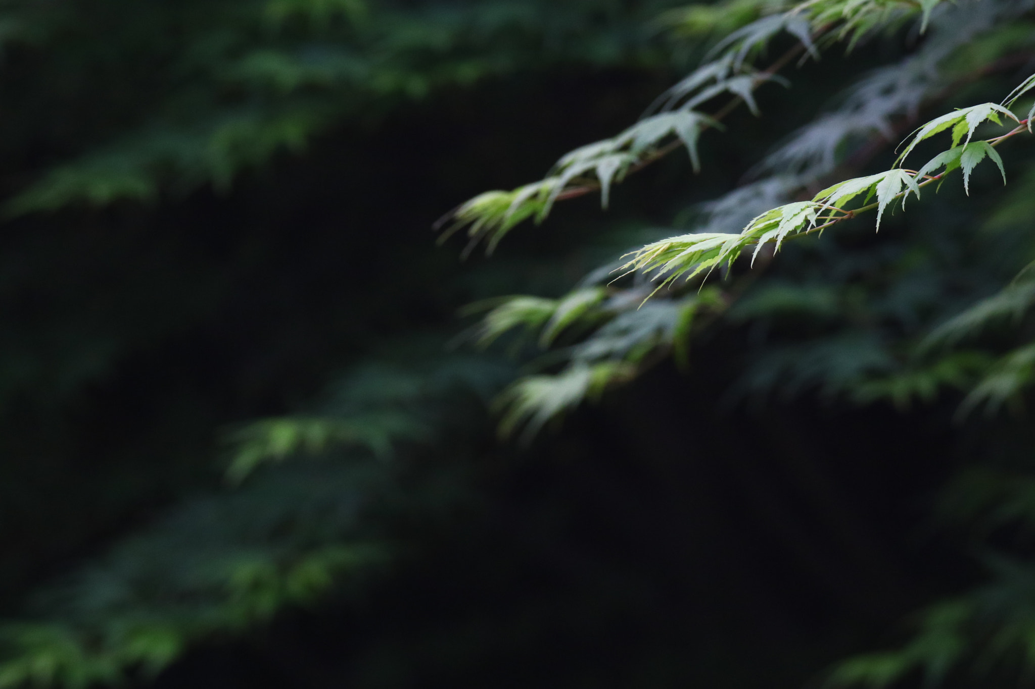 Tamron SP 150-600mm F5-6.3 Di VC USD sample photo. 无题待名a work waiting for a name photography