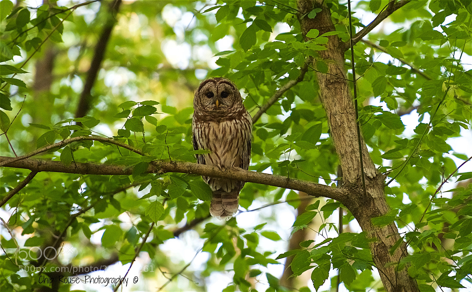Nikon D750 sample photo. (of ) photography