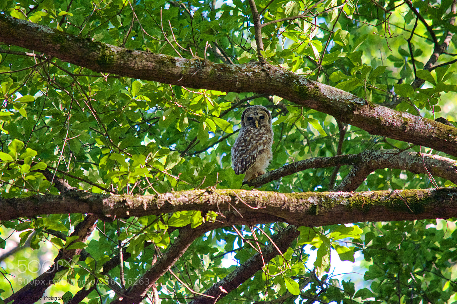 Nikon D7100 sample photo. (of ) photography