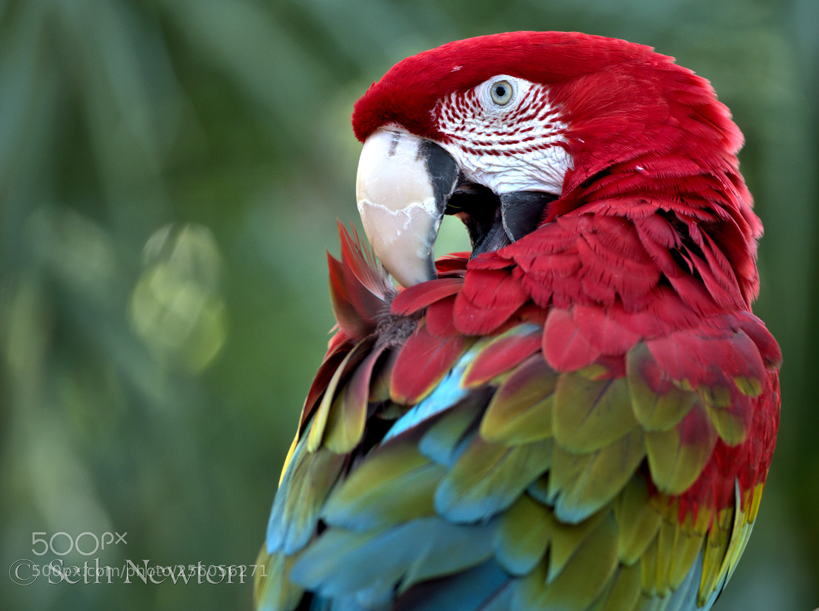Panasonic Lumix DMC-GH4 sample photo. Macaw bite photography