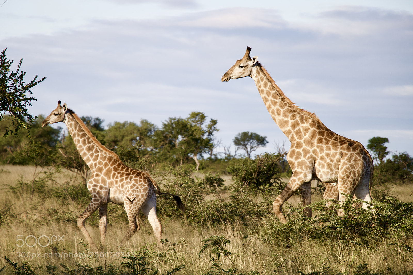 Canon EOS 70D sample photo. Giraffe photography