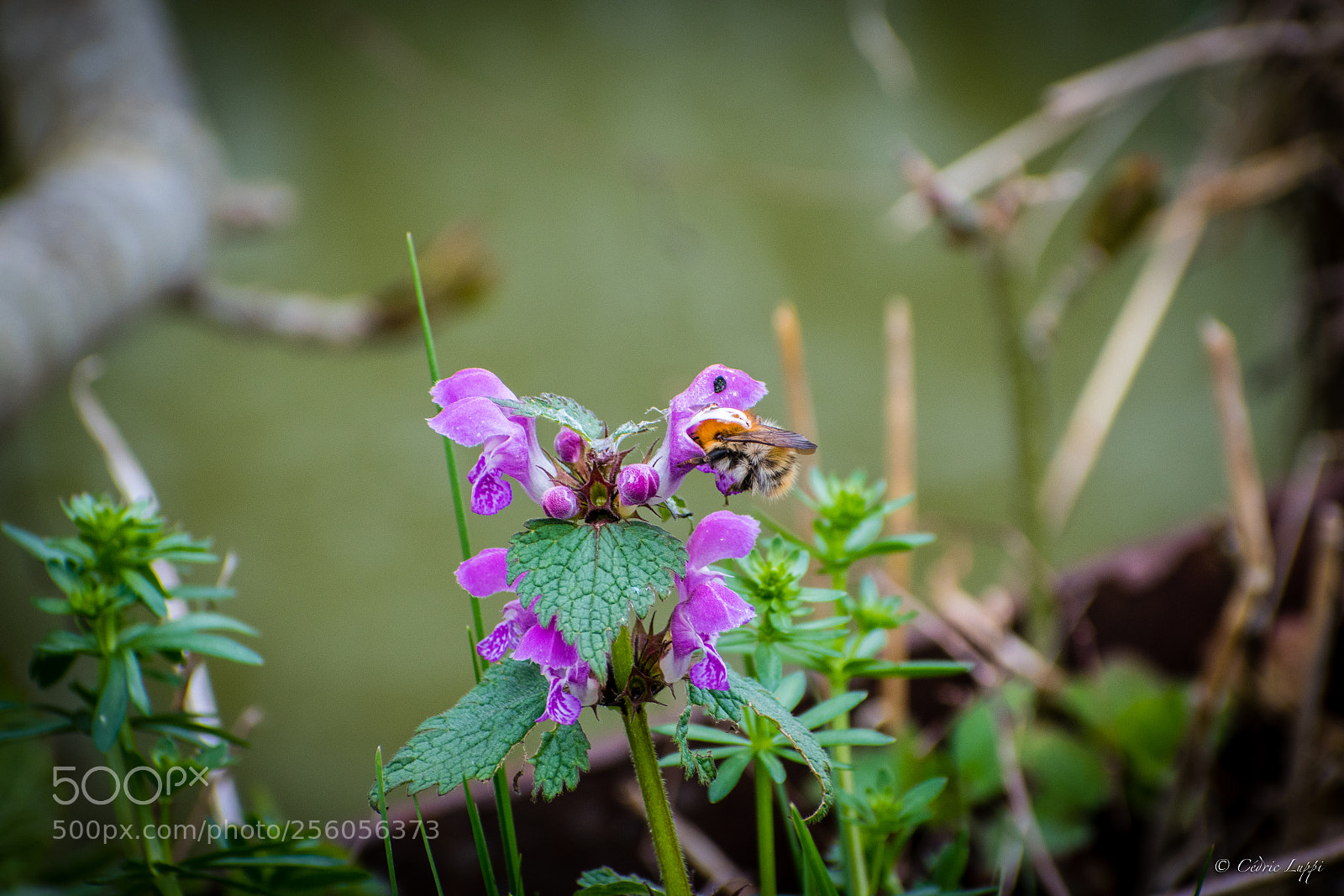 Nikon D5500 sample photo. Bee-cause you're beautiful photography