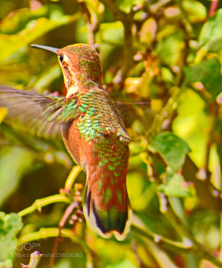 Nikon D7200 sample photo. Hummingbird flying to a photography