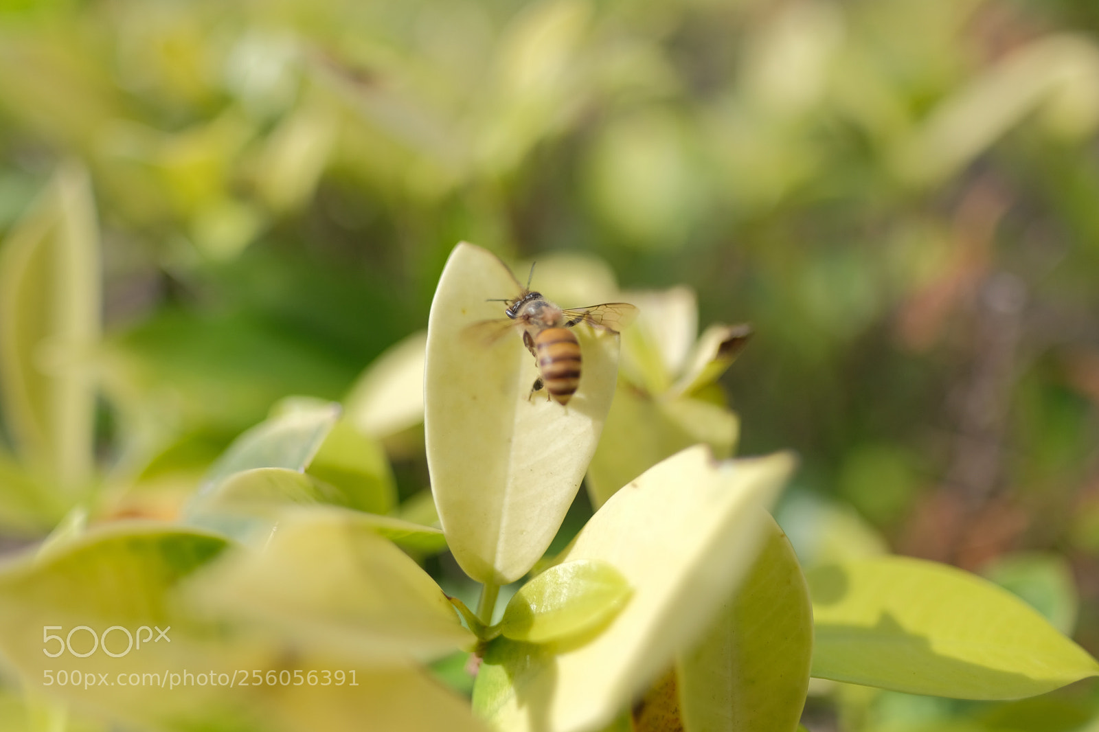 Fujifilm X-H1 sample photo. Bee photography
