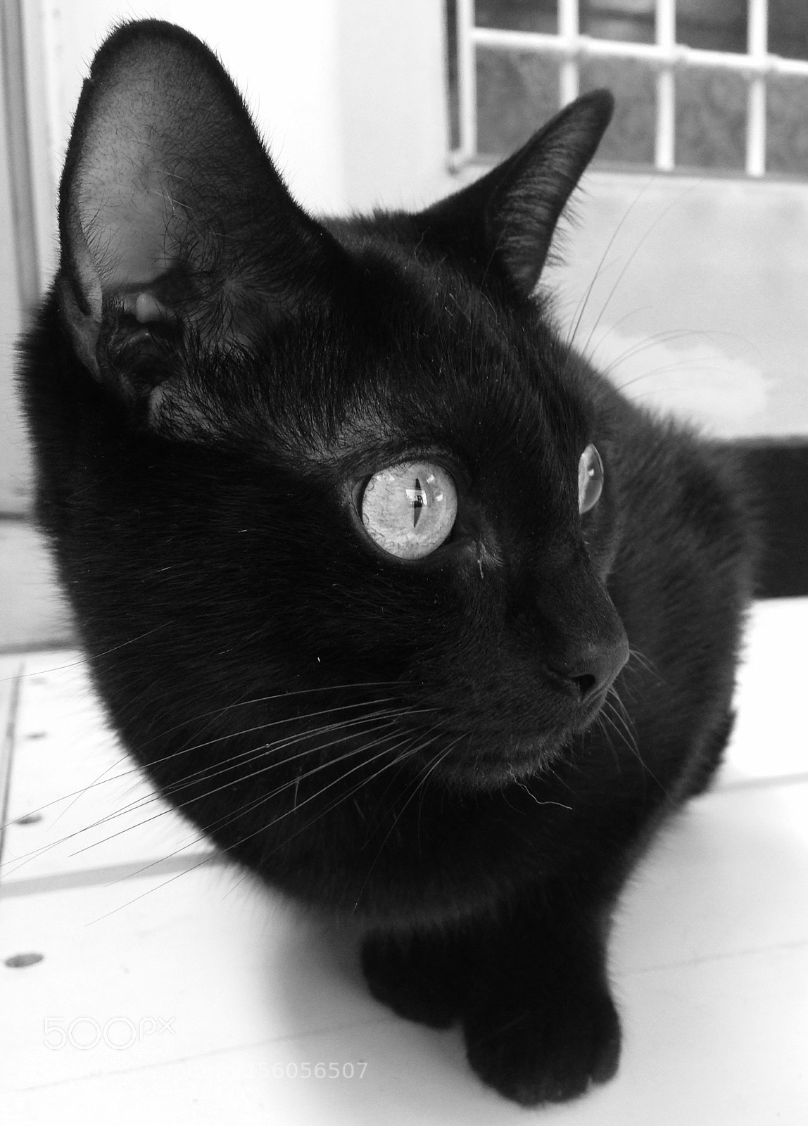 Apple iPhone 5 sample photo. Blacky photography