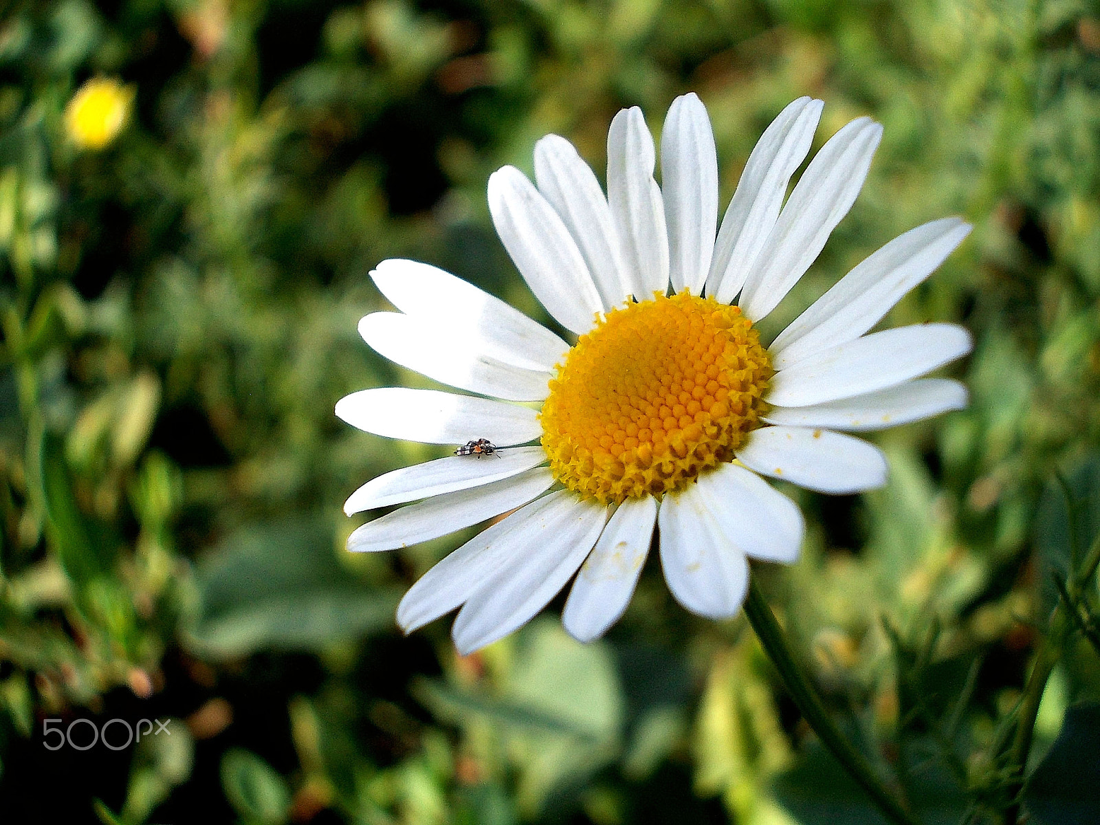 Nikon COOLPIX L23 sample photo. White flower photography