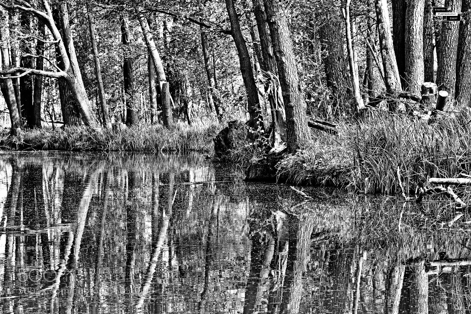 Canon EOS 760D (EOS Rebel T6s / EOS 8000D) sample photo. The old forest photography