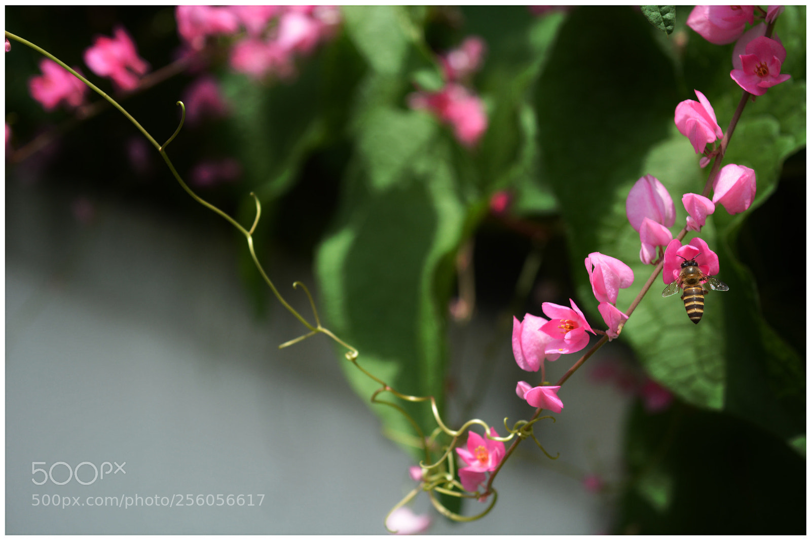 Nikon D7100 sample photo. The hardworking bee photography