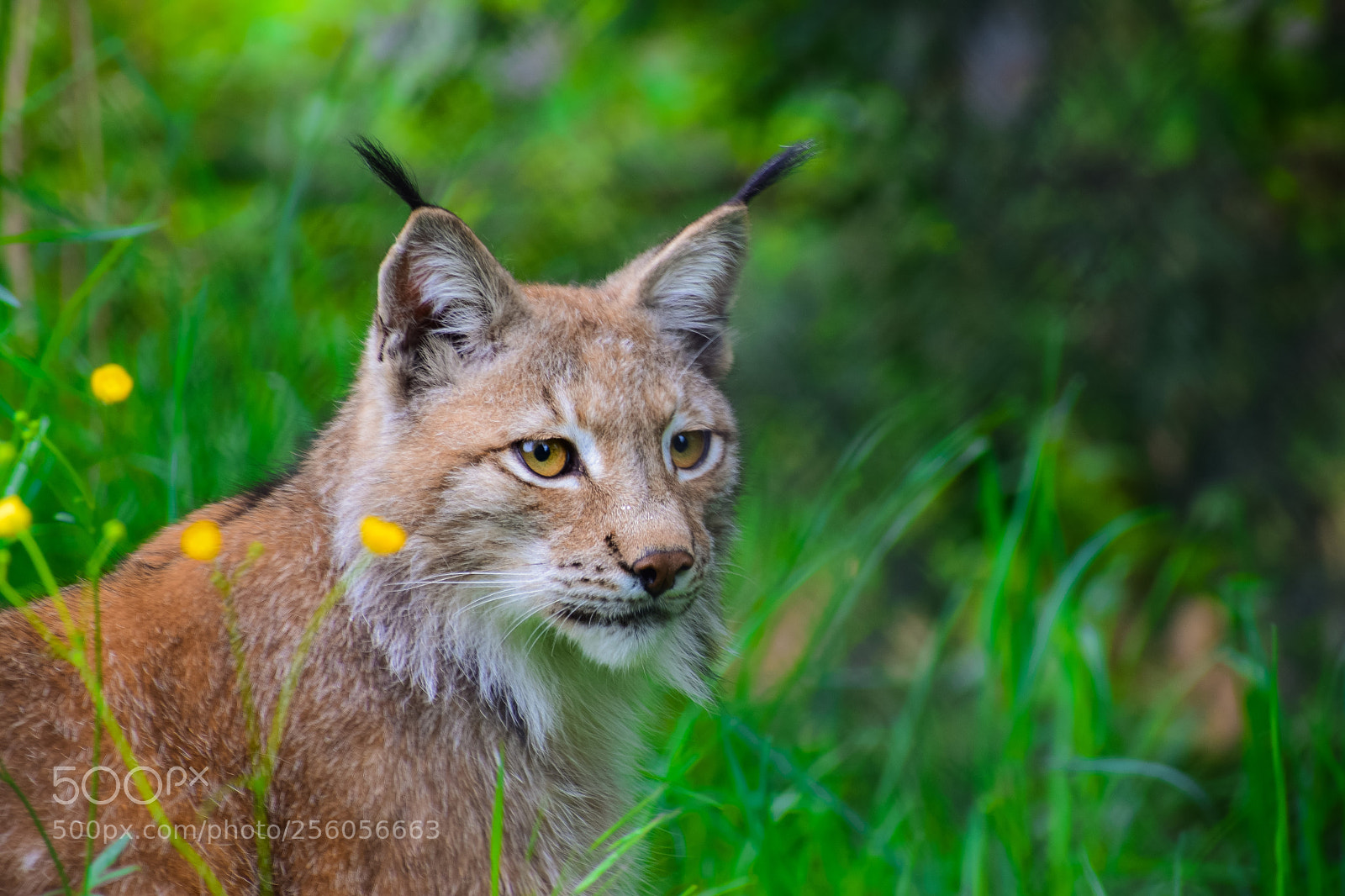 Nikon D3300 sample photo. Eurasian lynx photography