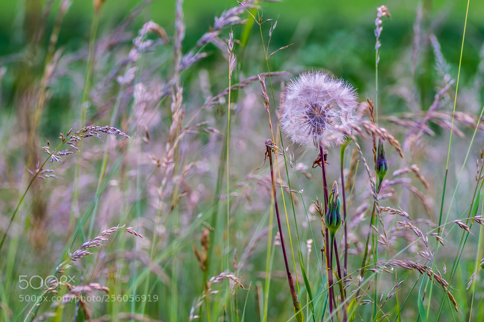 Sony ILCA-77M2 sample photo. Dandelion deluxe photography