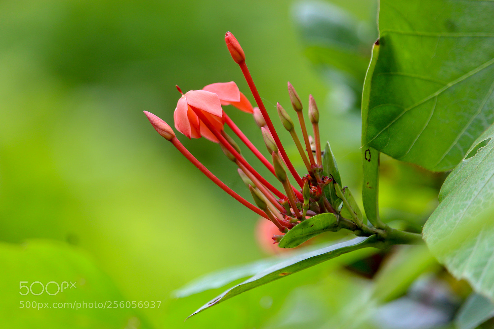 Canon EOS 700D (EOS Rebel T5i / EOS Kiss X7i) sample photo. Flower photography