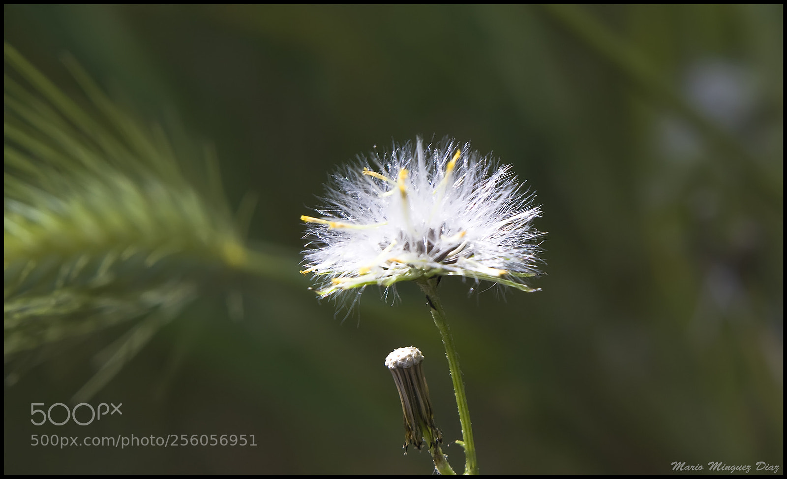 Canon EOS 50D sample photo. Img photography