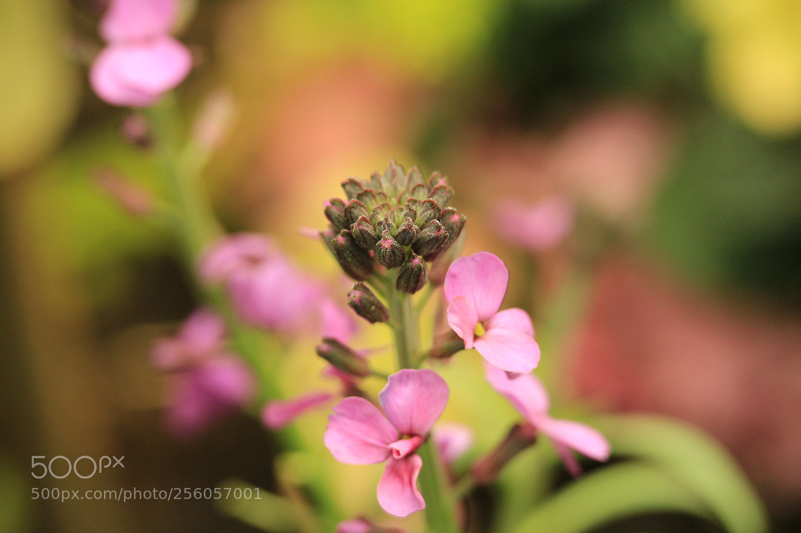 Canon EF-S 60mm F2.8 Macro USM sample photo. Gardenviews01 photography