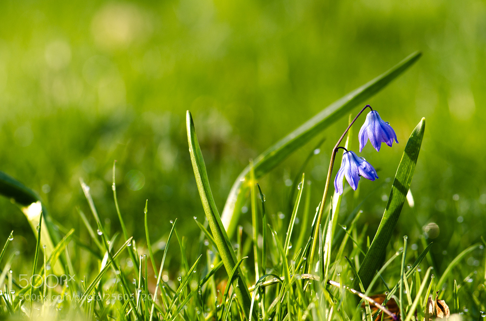 Nikon D7000 sample photo. Bl tt i gr photography