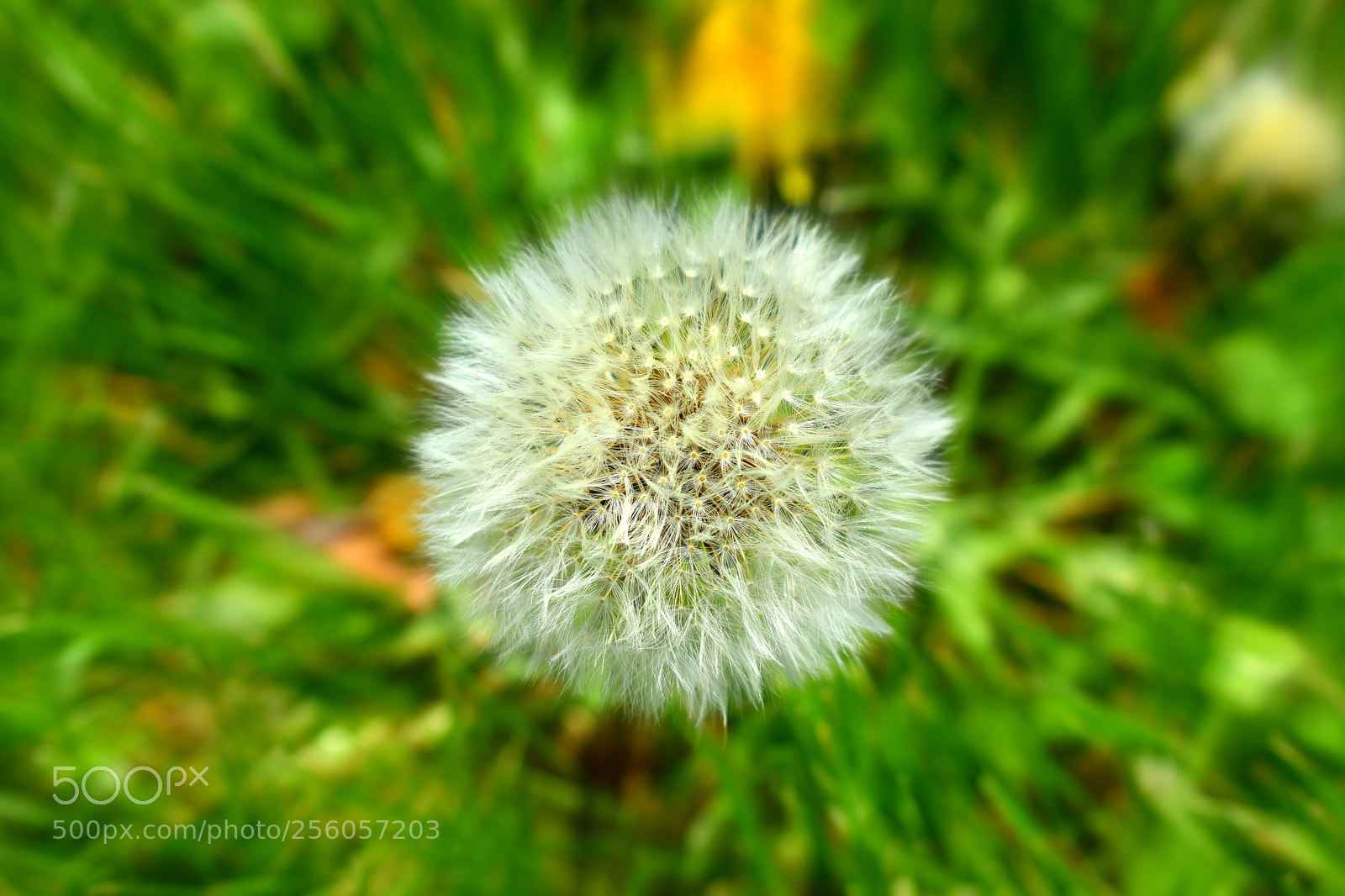 Nikon D3400 sample photo. Dandy photography