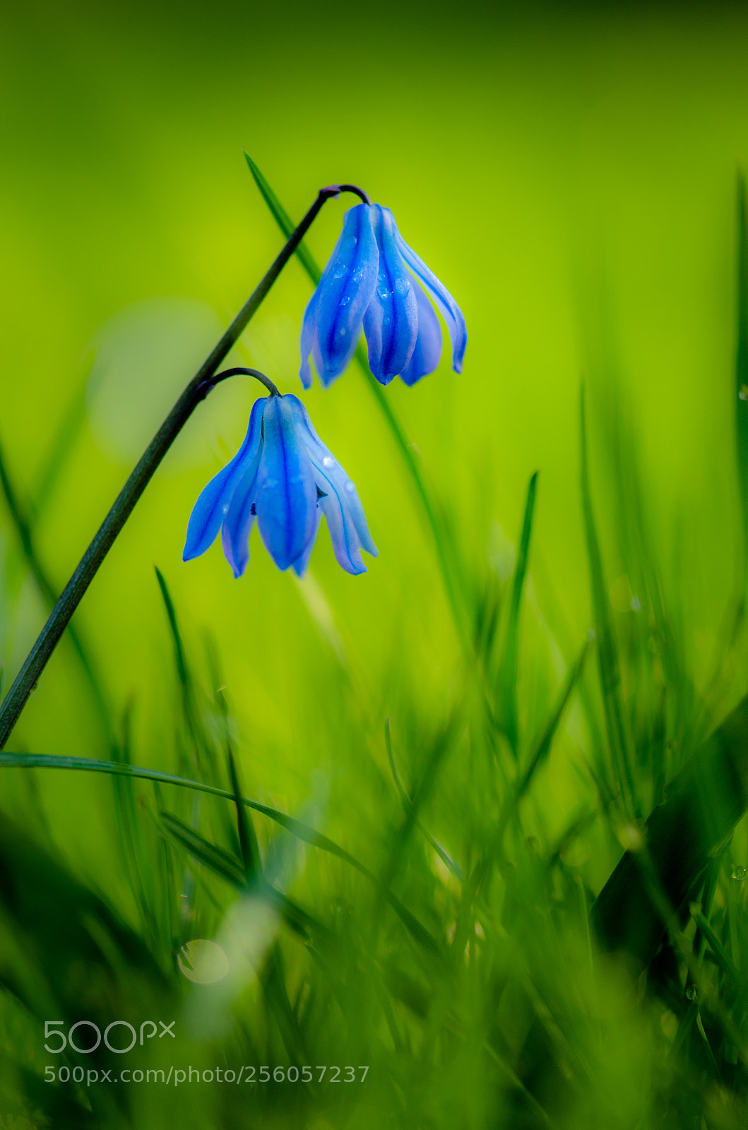 Nikon D7000 sample photo. Bl tt i gr photography