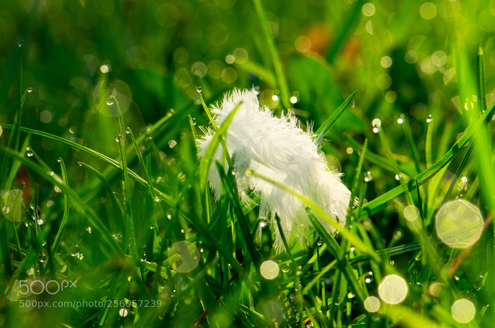 Nikon D7000 sample photo. Bl tt i gr photography