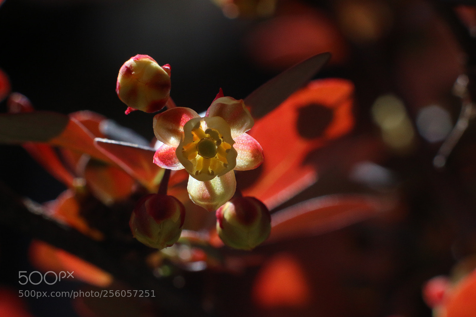 Canon EOS 70D sample photo. Untitled photography