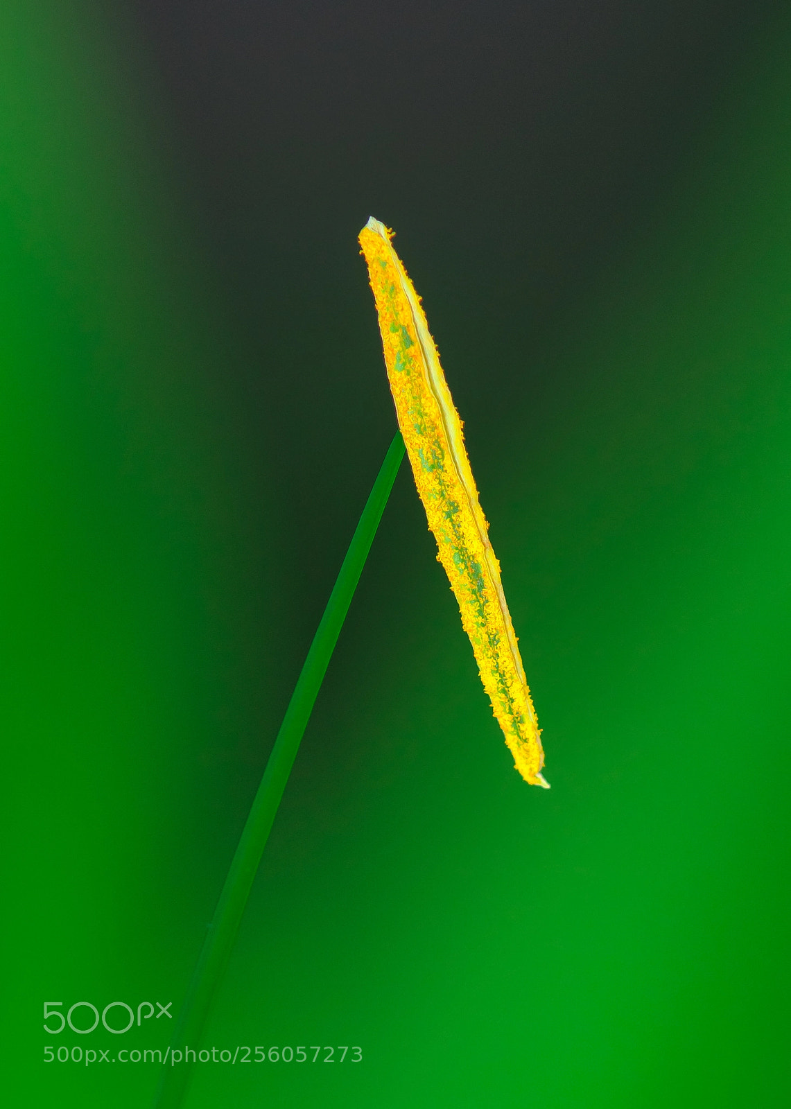Nikon D5500 sample photo. Carpel closeup of white photography