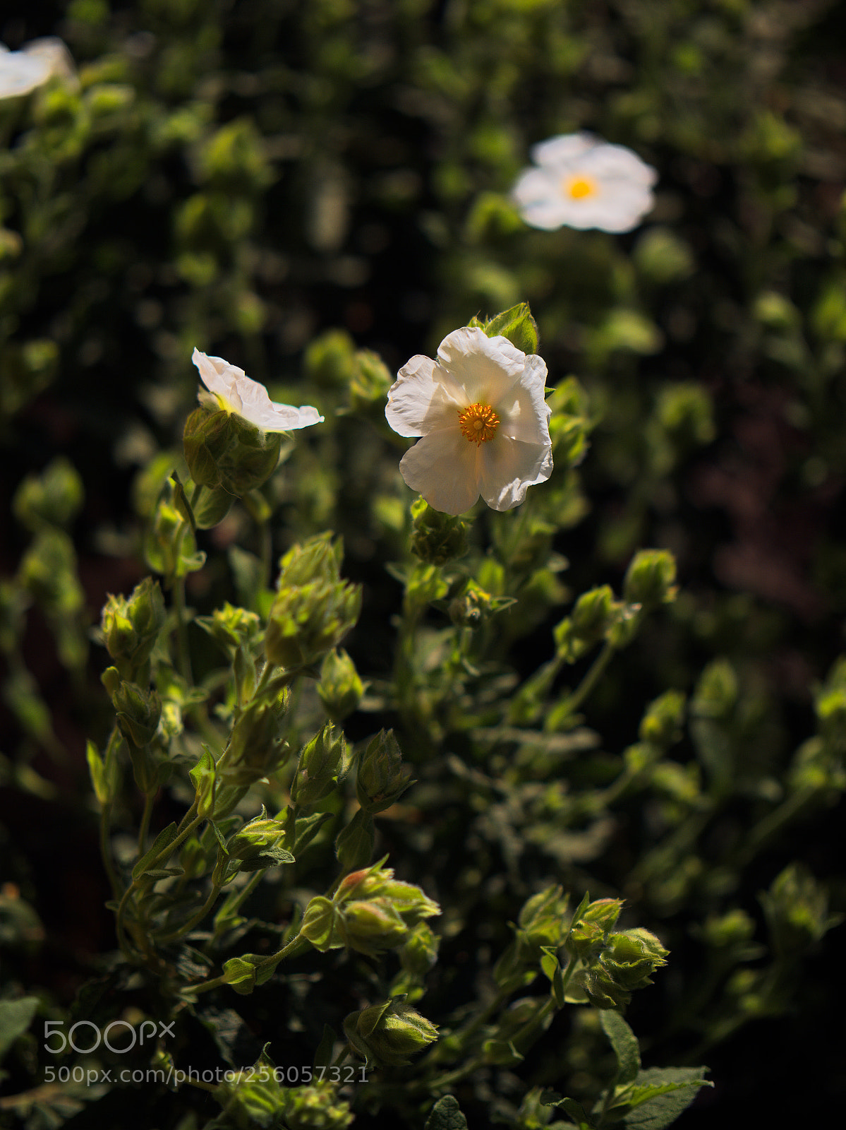 Panasonic Lumix DC-GH5 sample photo. Le printemps dans les photography
