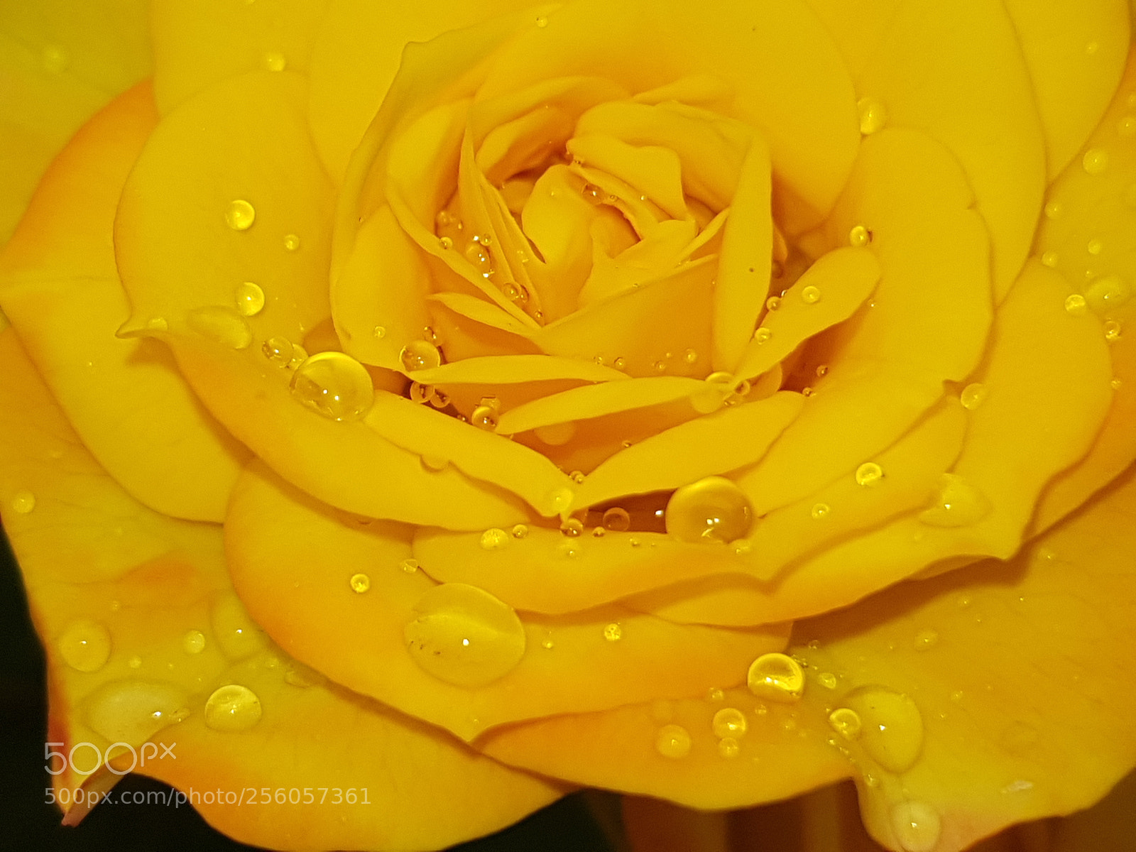 Samsung Galaxy S8+ sample photo. Flower photography