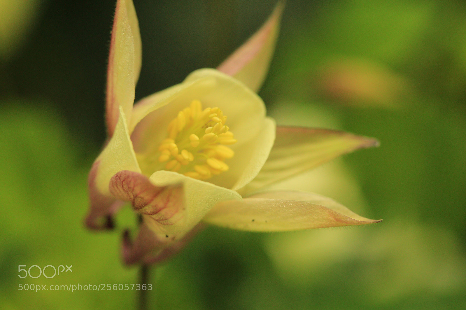 Canon EF-S 60mm F2.8 Macro USM sample photo. Gardenview02 photography