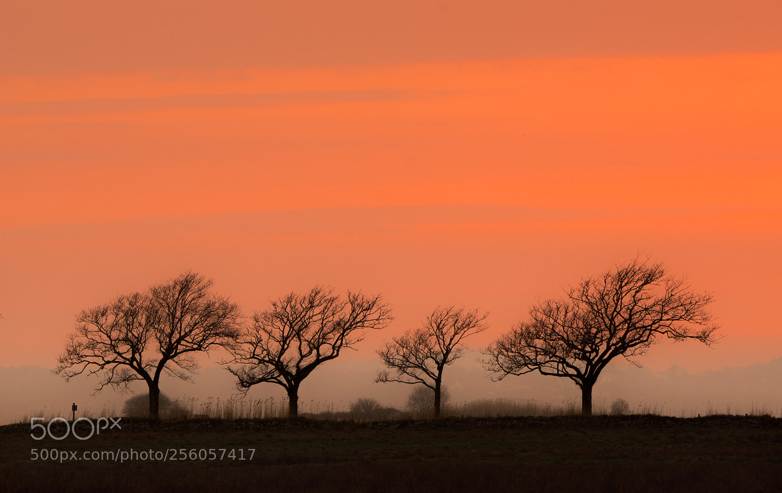 Sony a7R III sample photo. Tjoleholm trees photography