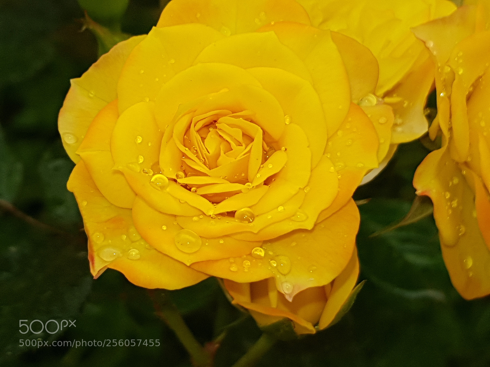 Samsung Galaxy S8+ sample photo. Flower photography
