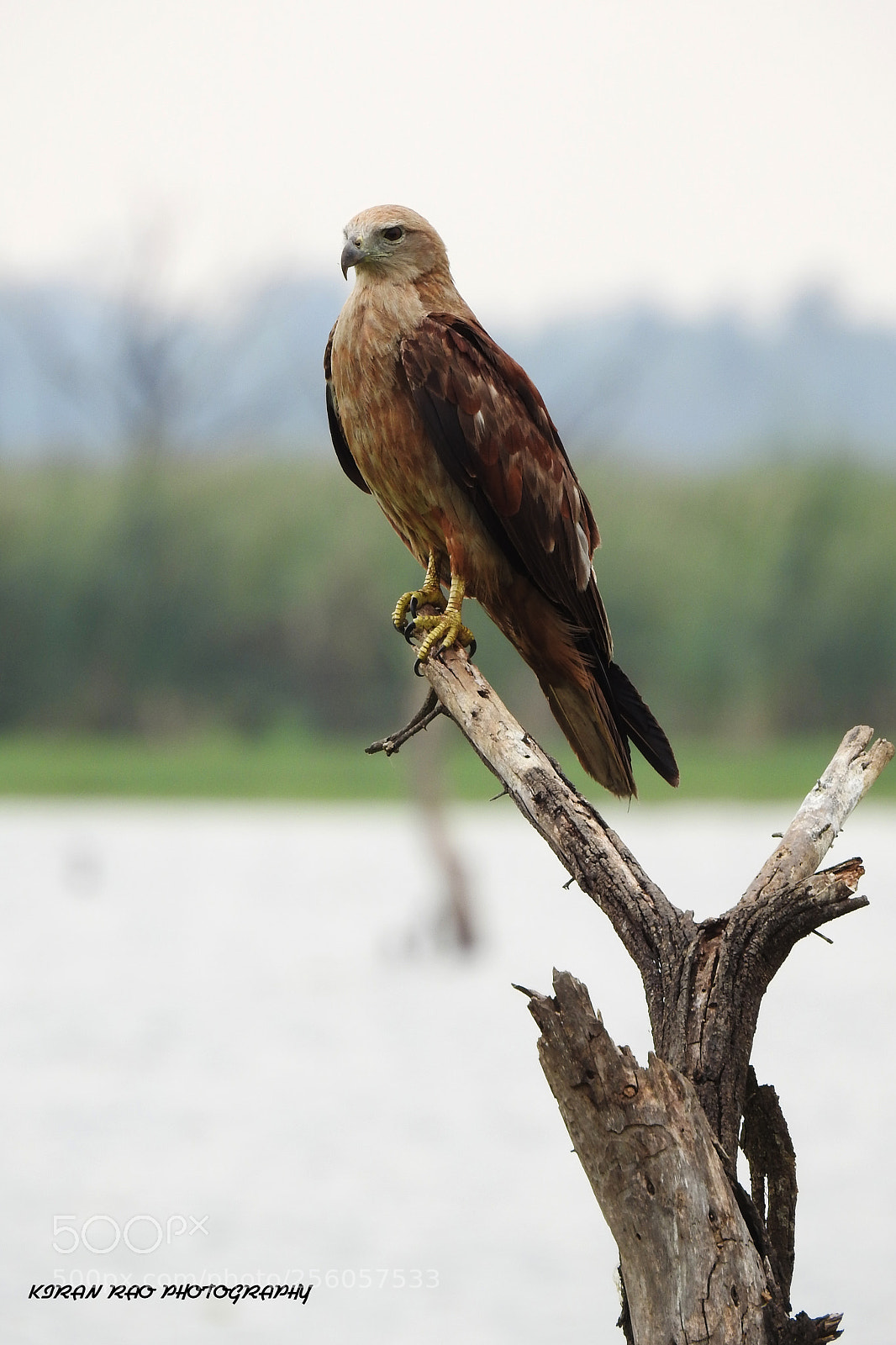 Nikon Coolpix P900 sample photo. Black kite photography