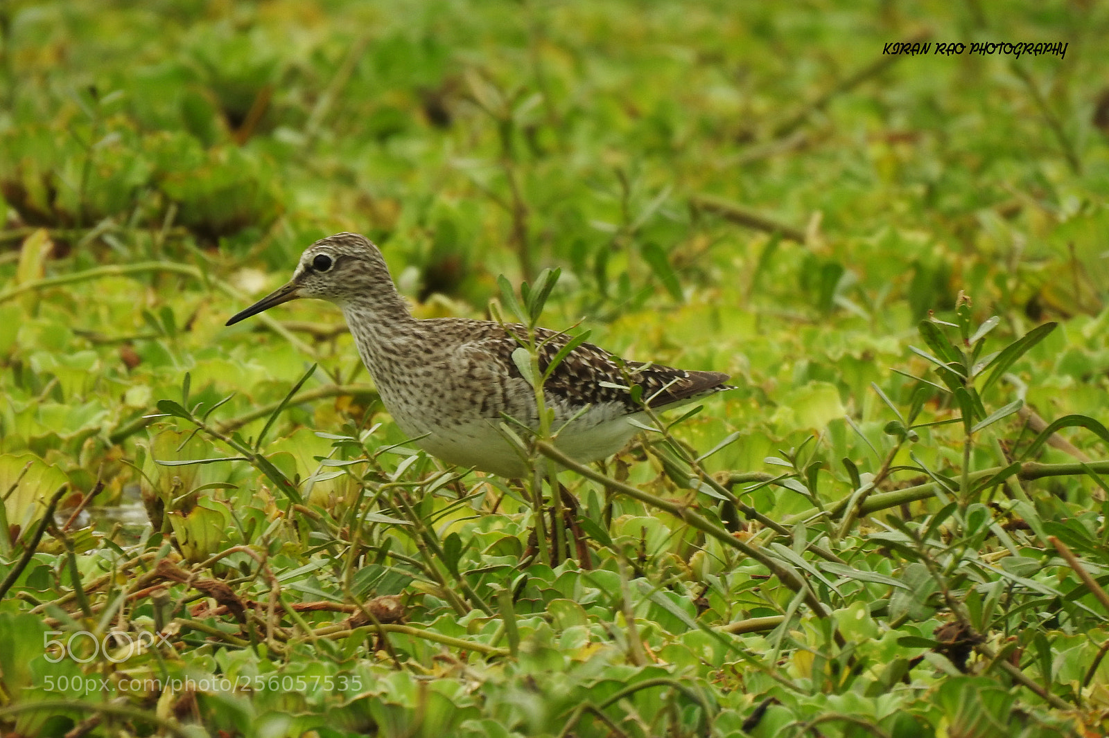 Nikon Coolpix P900 sample photo. Wood sandpiper photography