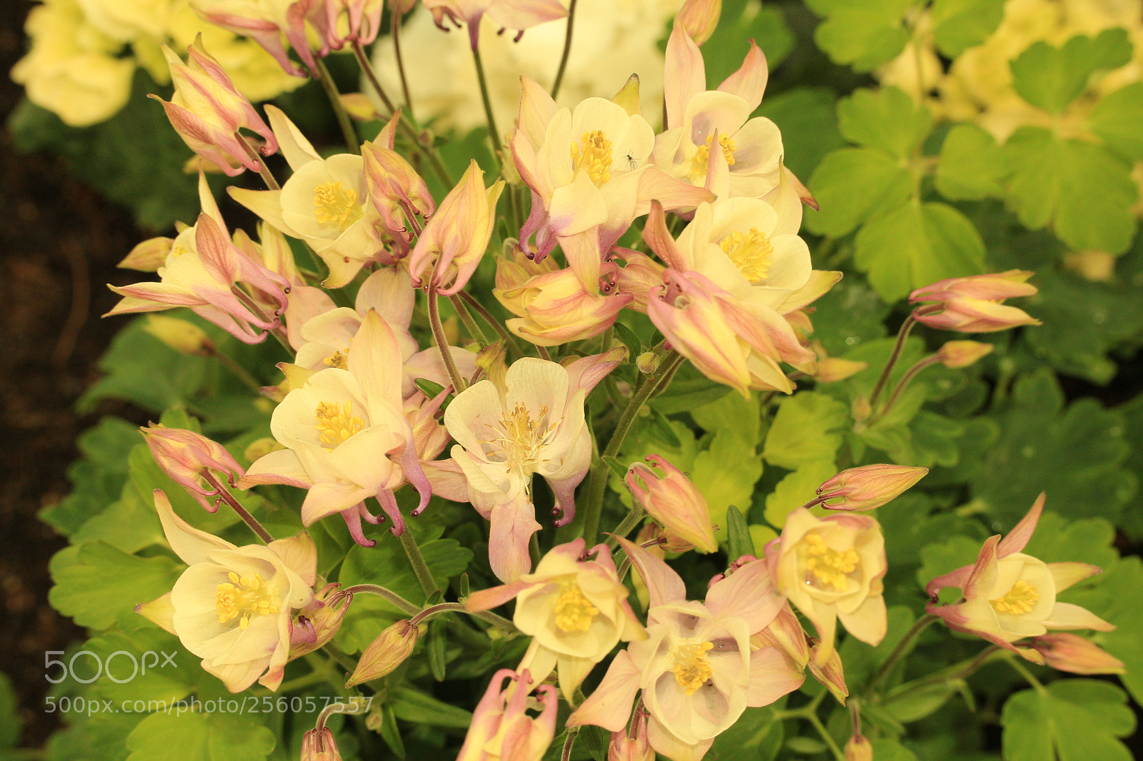 Canon EF-S 60mm F2.8 Macro USM sample photo. Gardenview03 photography