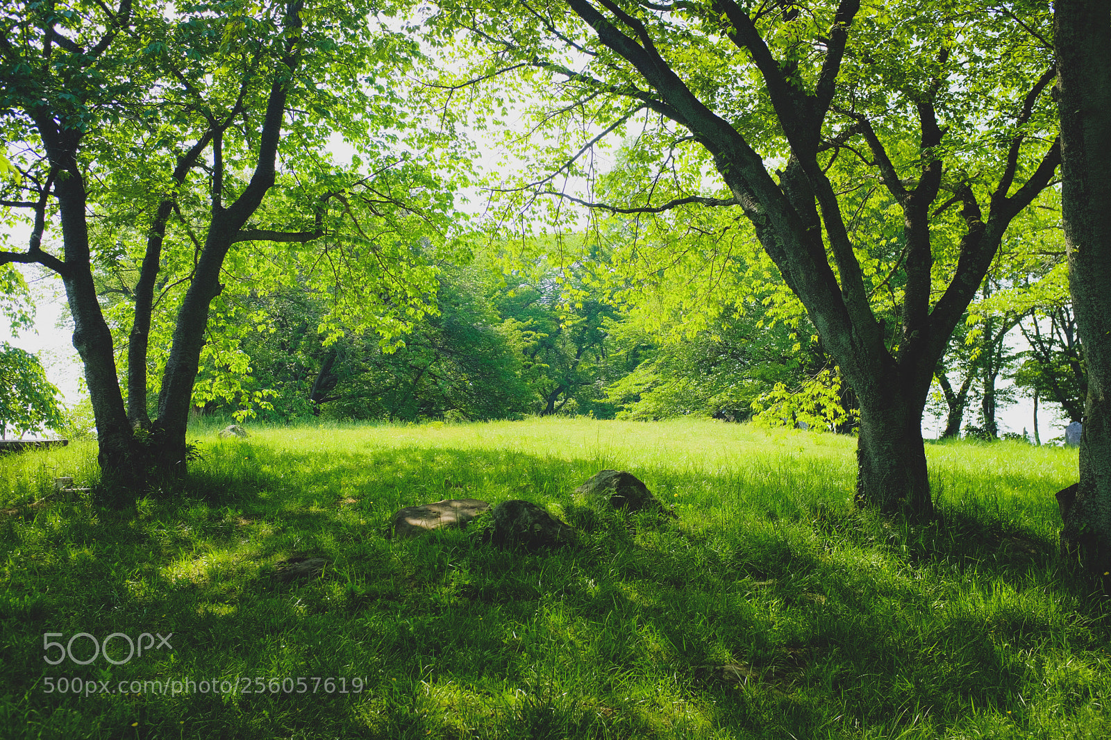 Fujifilm X100F sample photo. Spring forest photography