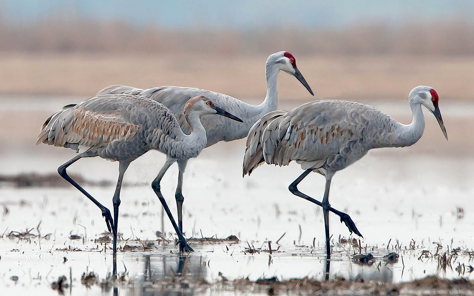 Canon EOS-1Ds Mark III sample photo. Sandhill cranes rice fields photography