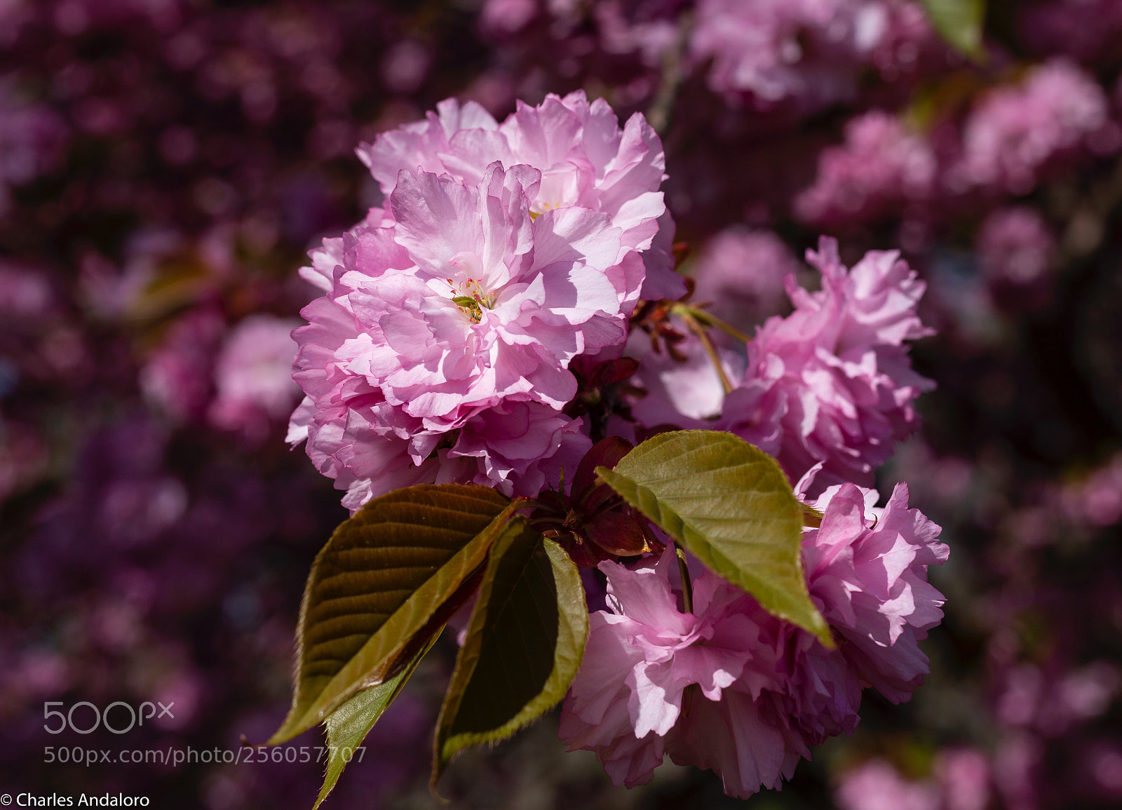 Canon EOS 6D sample photo. Blossom time photography