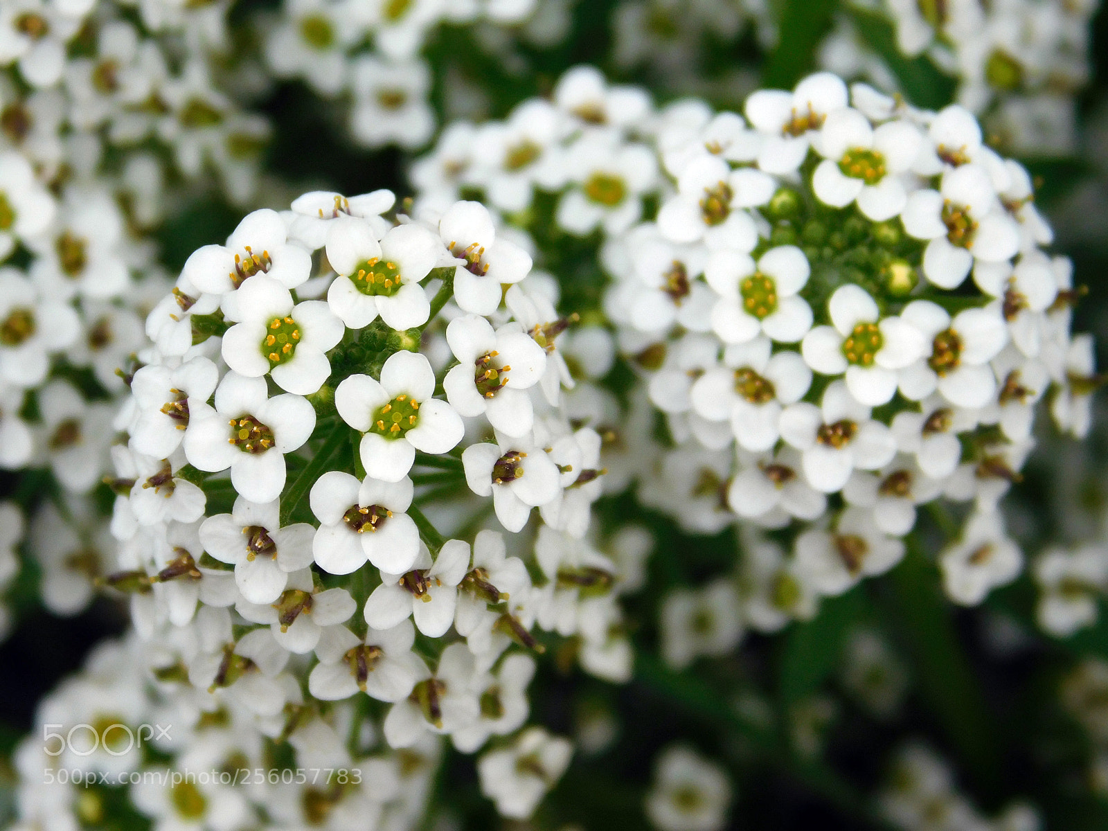 Nikon Coolpix L840 sample photo. Smell of spring photography