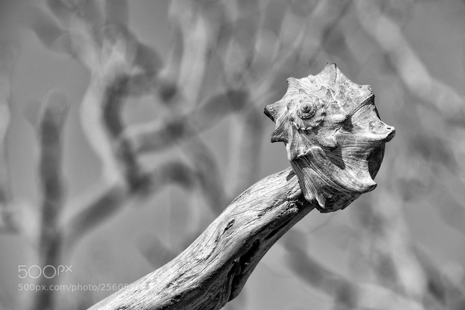Nikon D7200 sample photo. Shell on a log photography
