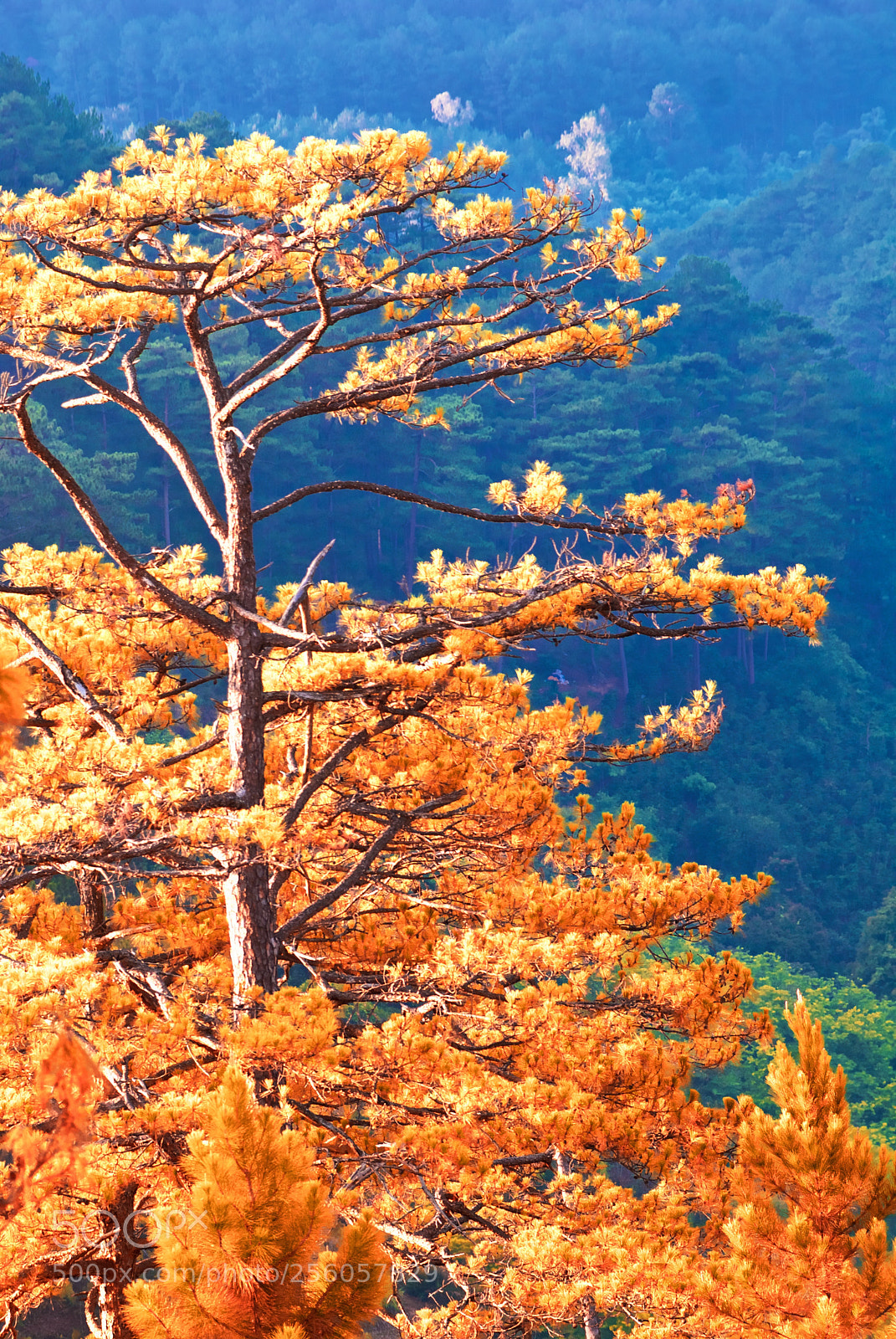 Nikon D80 sample photo. A pine photography