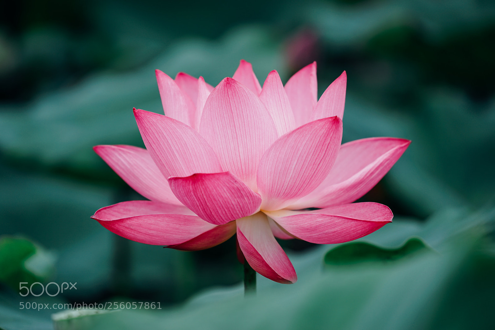 Sony a7 II sample photo. Lotus photography