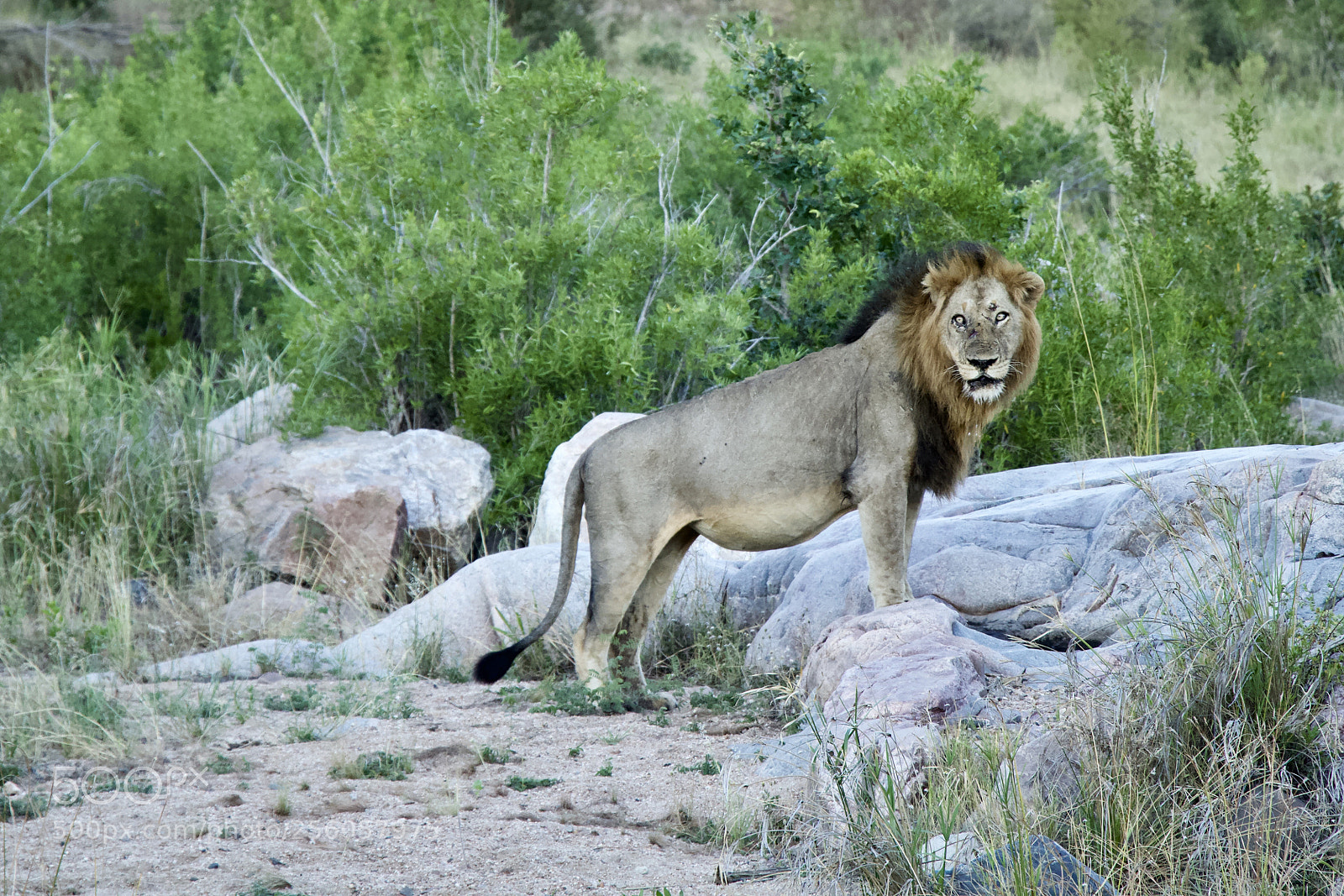 Canon EOS 70D sample photo. Lion photography